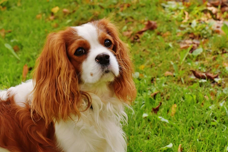 a brown and white dog standing on top of a lush green field, pixabay contest winner, baroque, photo of emma watson, square, image dataset, hd wallpaper