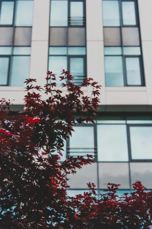 a tall building with lots of windows next to a tree, a picture, unsplash, modernism, maroon accents, low quality photo, office background, red flowers