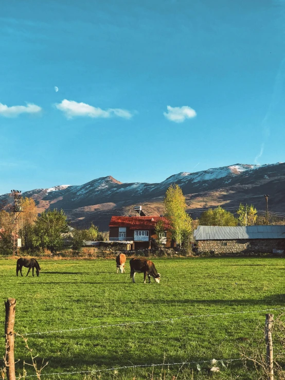 a herd of cattle grazing on a lush green field, by Muggur, next to a red barn, 🐎🍑, in chuquicamata, 4k image”