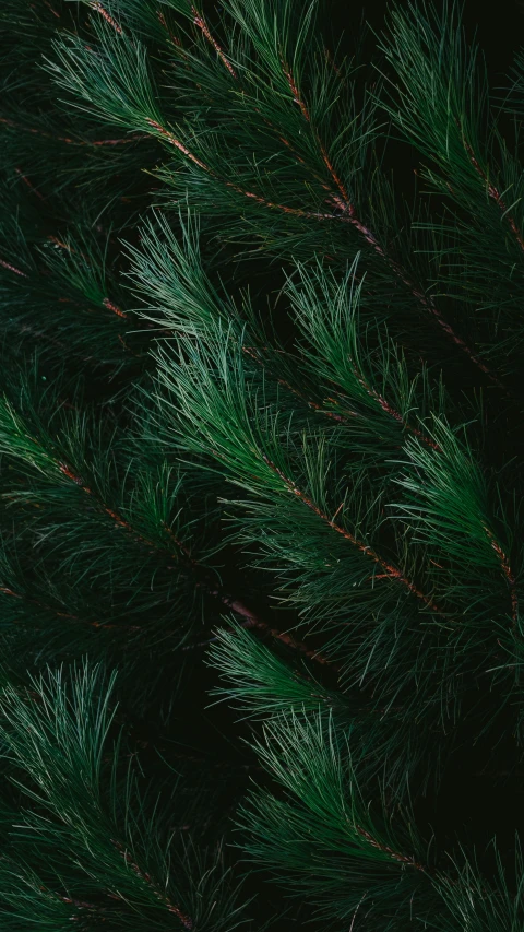 a close up of a pine tree with green needles, an album cover, inspired by Elsa Bleda, pexels, 8k fabric texture details, dark, unsplash 4k, textless