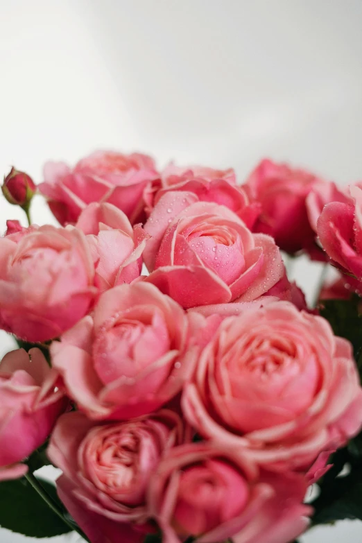 a bunch of pink roses in a vase, zoomed in, award - winning, pink bees, up close