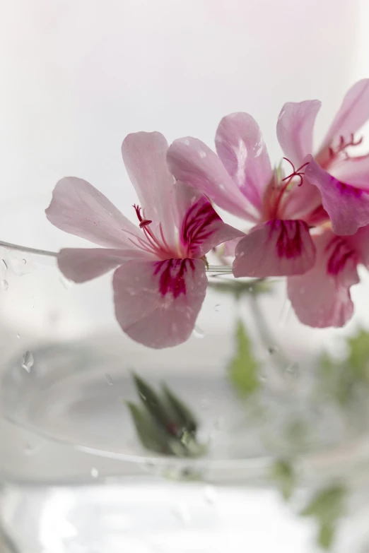 a close up of a flower in a glass of water, patchy flowers, pink flowers, loosely cropped, entertaining