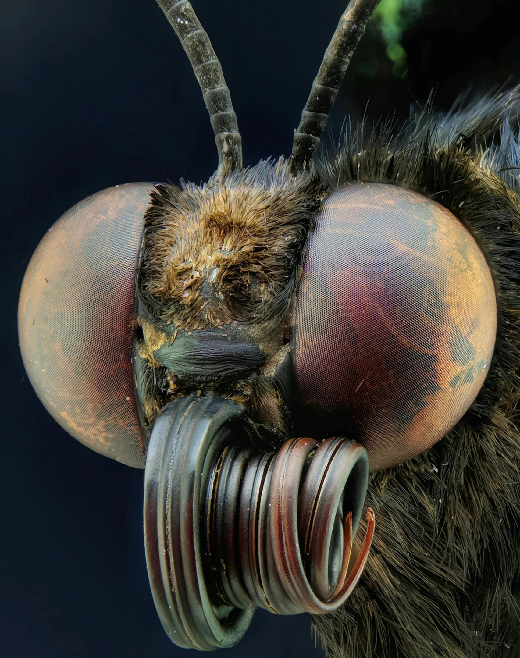 a close up of a close up of a bee's face, by Dave Allsop, wearing a monocle, hyperdetailed photograph, large mosquito wings, camera close up