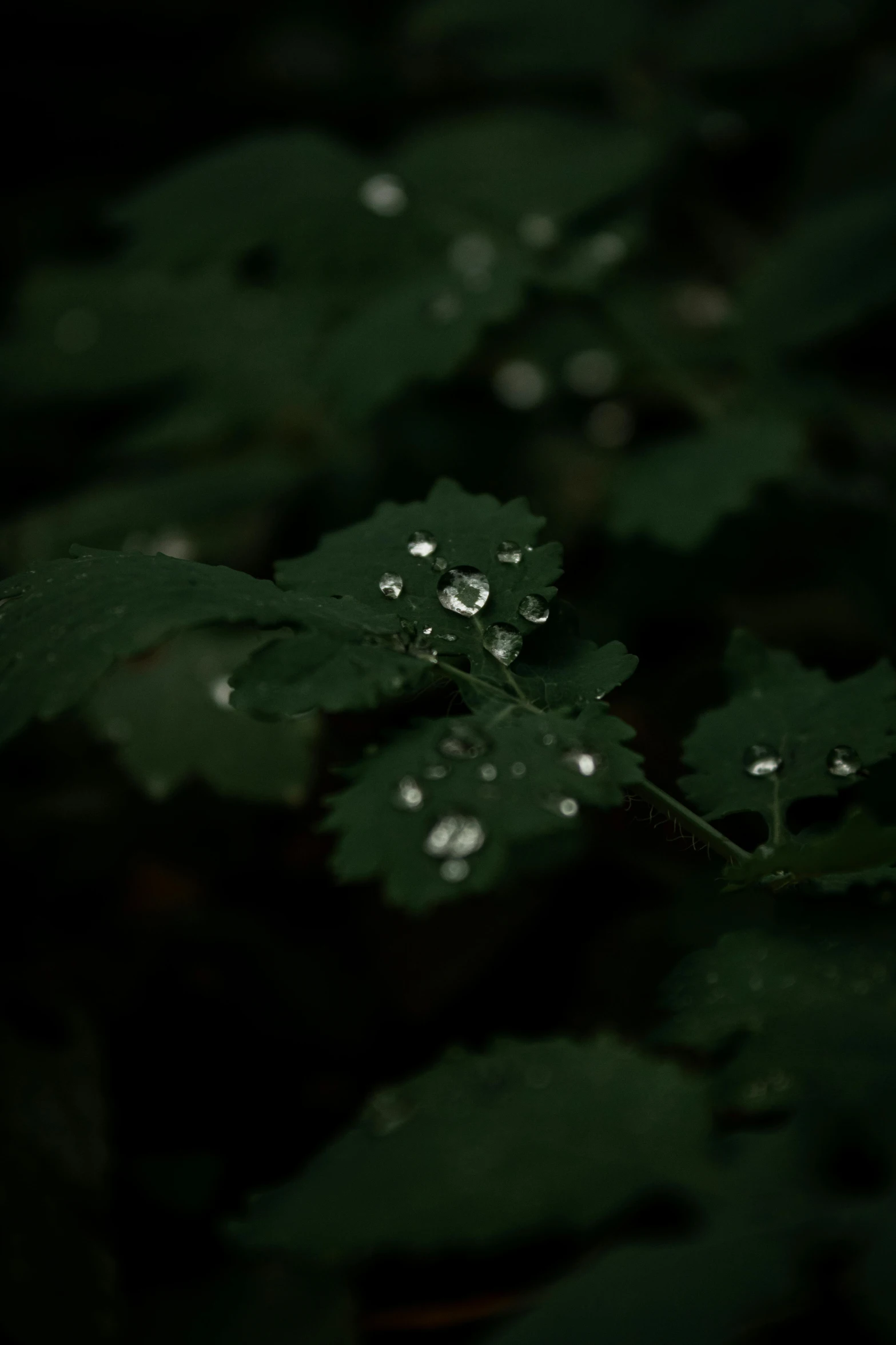 a green plant with water droplets on it, inspired by Elsa Bleda, unsplash, in a dark forest, ✨🕌🌙, rain aesthetic, silver nitrate photography