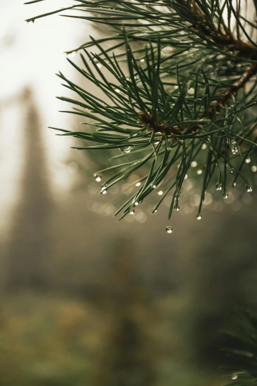 a pine tree with drops of water on it, inspired by Elsa Bleda, trending on unsplash, medium close up shot, multiple stories, beautiful surroundings, ryan dyar