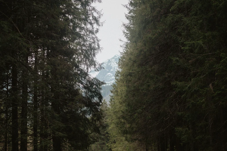 a dirt road in the middle of a forest, inspired by Thomas Struth, unsplash contest winner, icy mountains in the background, black fir, pyramid surrounded with greenery, slightly pixelated