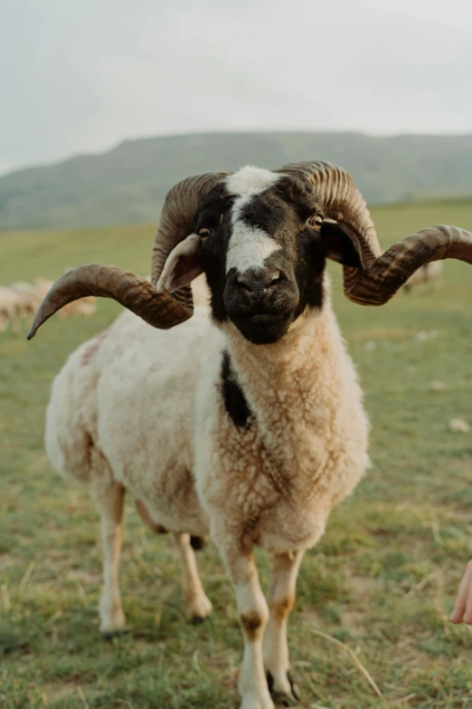 a herd of sheep standing on top of a lush green field, an album cover, trending on unsplash, renaissance, goat horns on his head, movie photo, standing beside a sea sheep, close-up photo