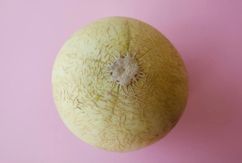 a close up of a cantaloupe on a pink background, trending on pexels, hurufiyya, gray mottled skin, spherical body, pale bluish skin, taken with sony alpha 9