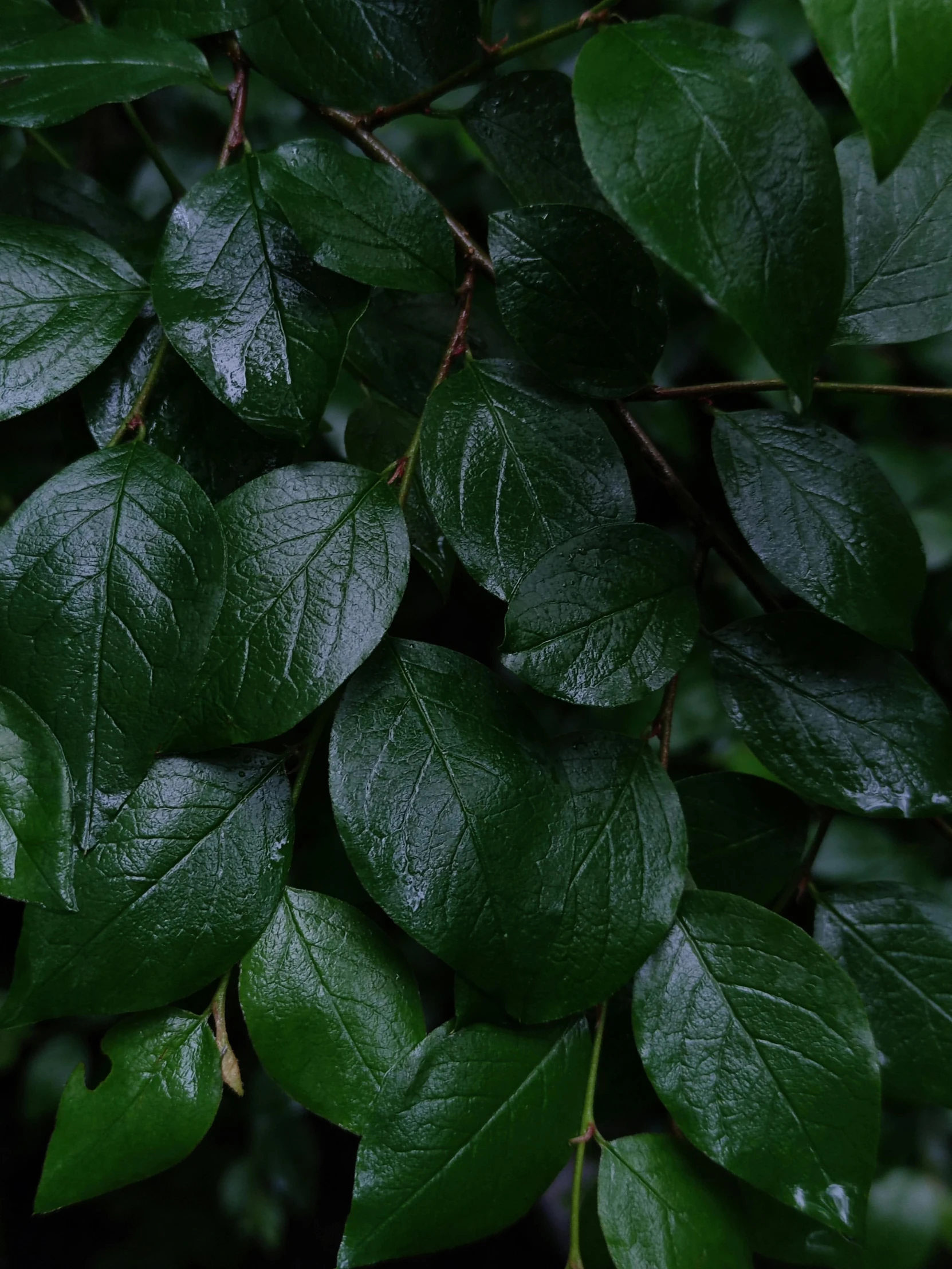 a red fire hydrant sitting on top of a lush green tree, an album cover, inspired by Elsa Bleda, trending on unsplash, hurufiyya, very large basil leaves, ( ( dark green, closeup 4k, heavy rainy