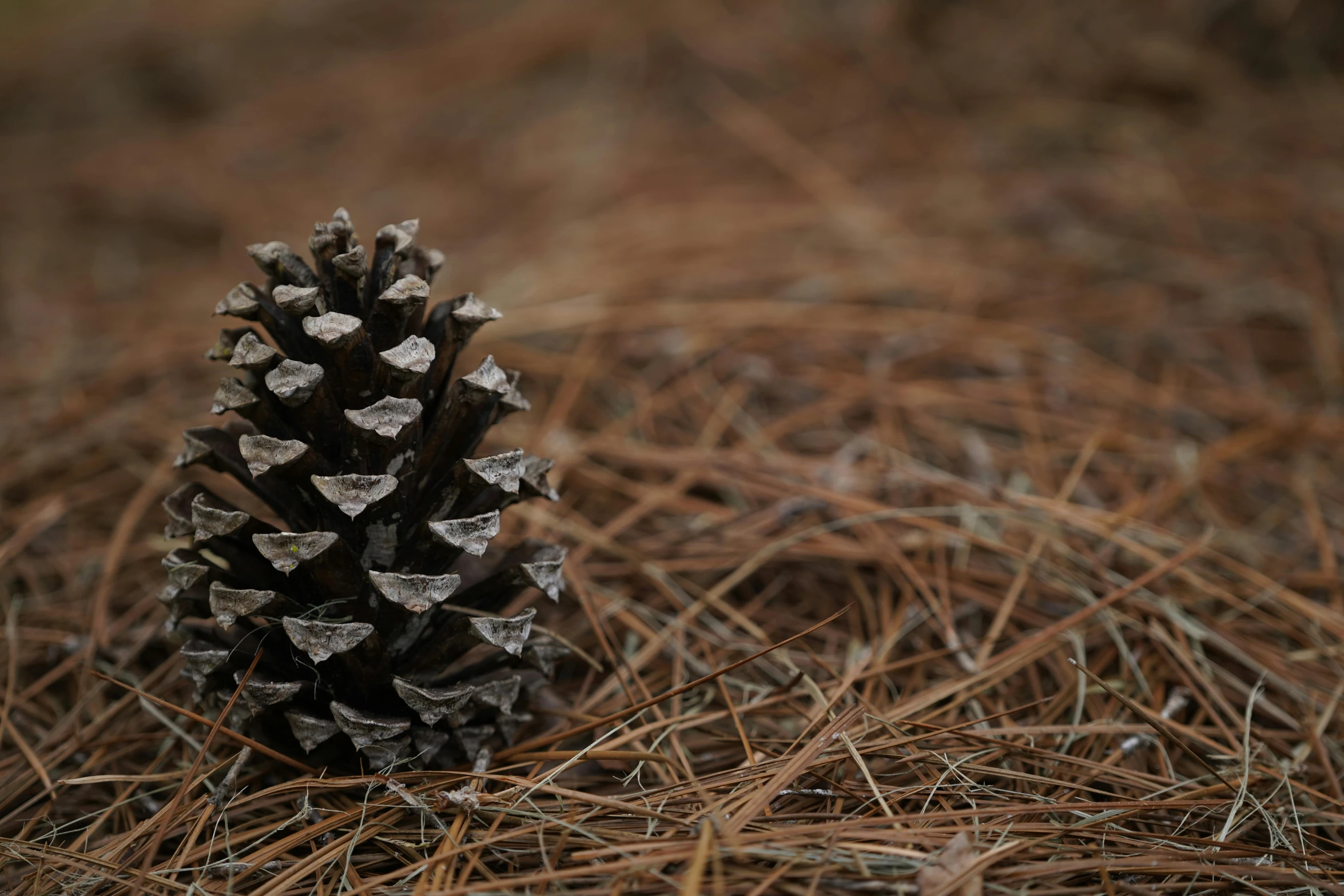 a close up of a pine cone on the ground, inspired by Andy Goldsworthy, unsplash, land art, brown, smooth in the background, 2000s photo