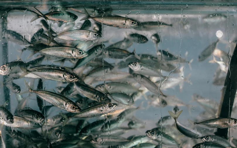 a bunch of fish that are in a tank, a photo, by Emma Andijewska, trending on pexels, full of silver layers, 🦩🪐🐞👩🏻🦳, alessio albi, market