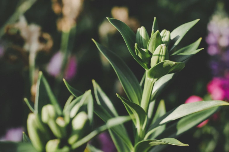 a close up of a plant with flowers in the background, unsplash, happening, background image, flower buds, green tonalities, high resolution photo