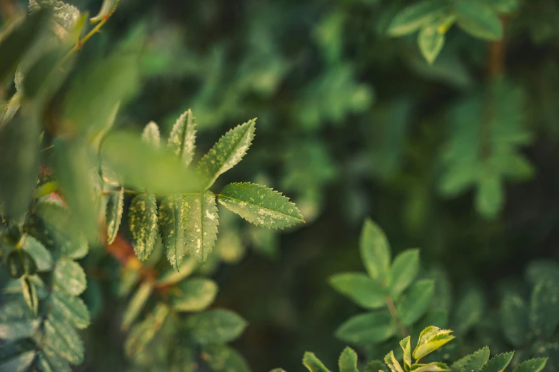 a close up of a plant with green leaves, a macro photograph, inspired by Elsa Bleda, trending on pexels, with soft bushes, hasselblad film bokeh, alessio albi, high angle shot