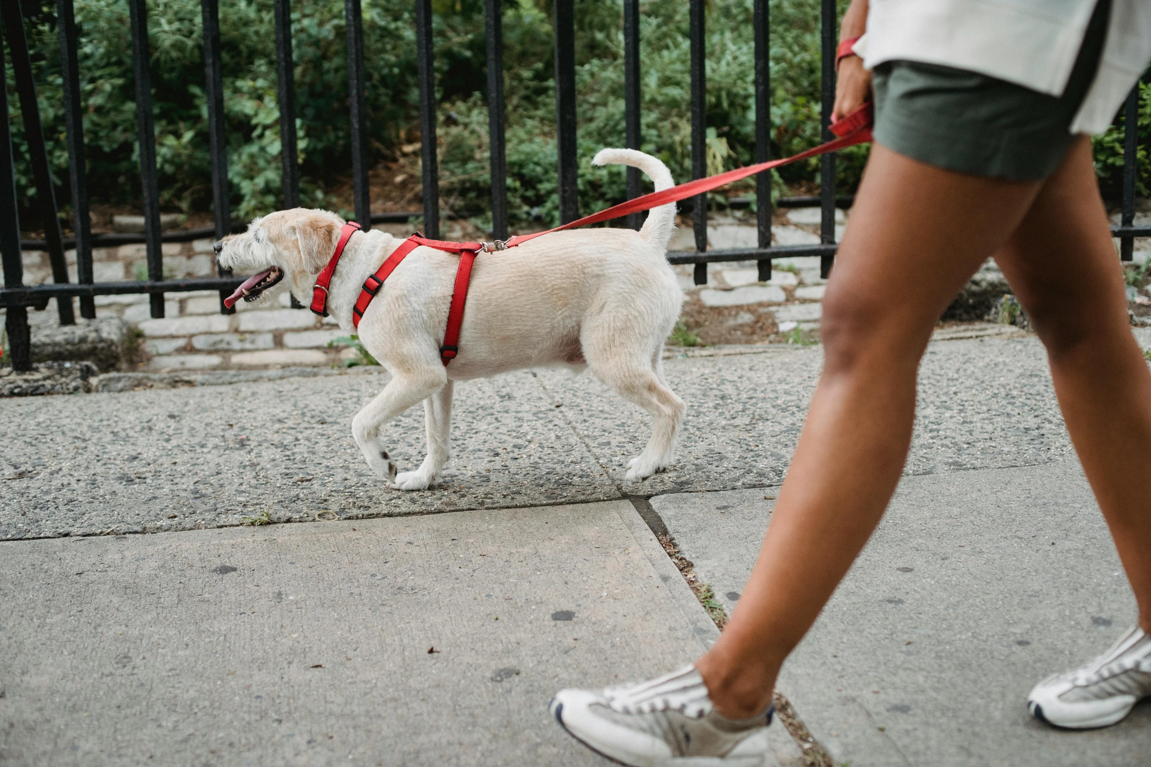 a person walking a dog on a leash, red, thumbnail, frontal shot, feature