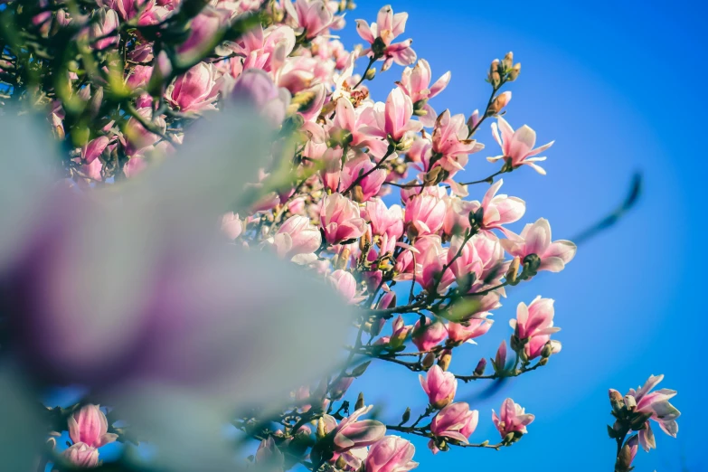 pink and white flowers against a blue sky, unsplash, magnolia stems, blue and pink bonsai tree, conor walton, high angle shot