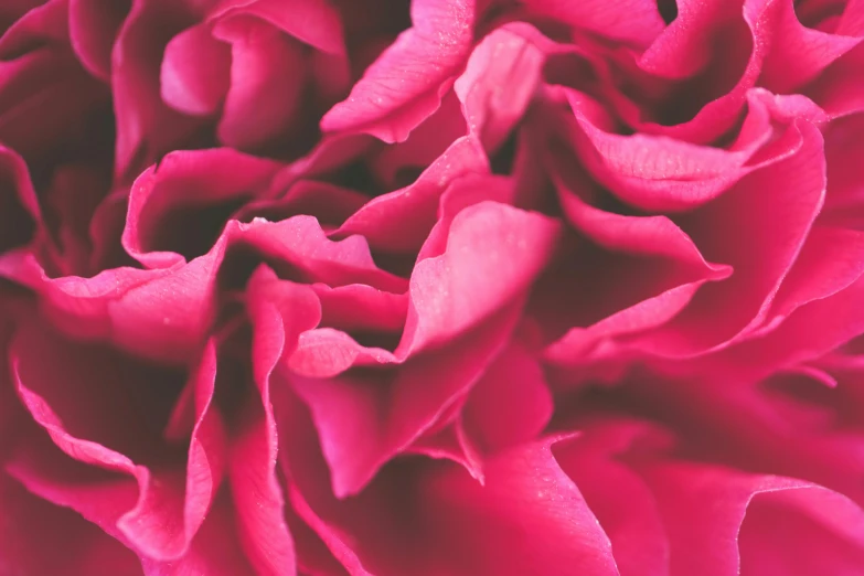 a close up of a red rose flower, a macro photograph, by Carey Morris, pexels contest winner, pink vibe, ruffles, closeup 4k, magenta