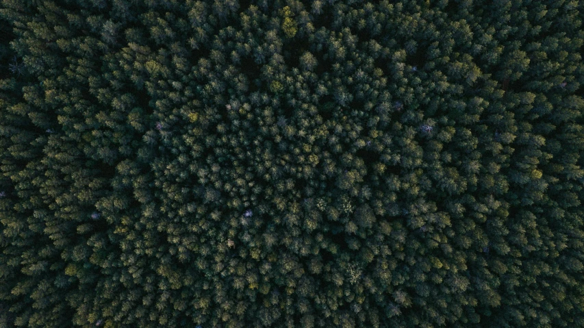 a bird's eye view of a forest, unsplash contest winner, ((trees)), dark green, detailed photo 8 k, instagram post