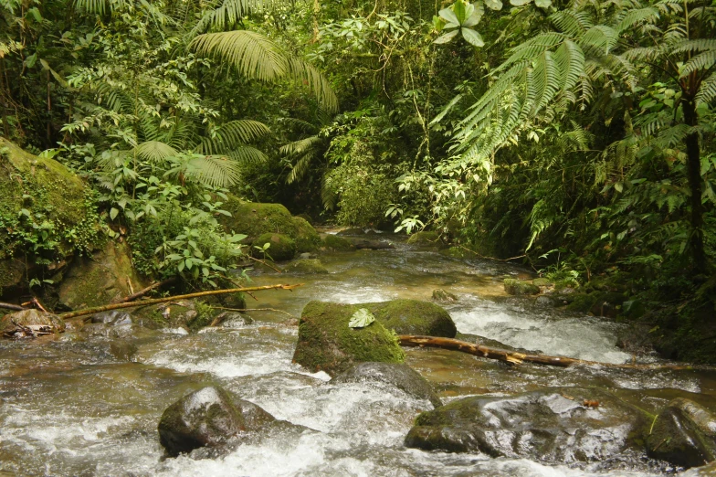 a stream running through a lush green forest, inspired by Carlos Enríquez Gómez, hurufiyya, shipibo, avatar image