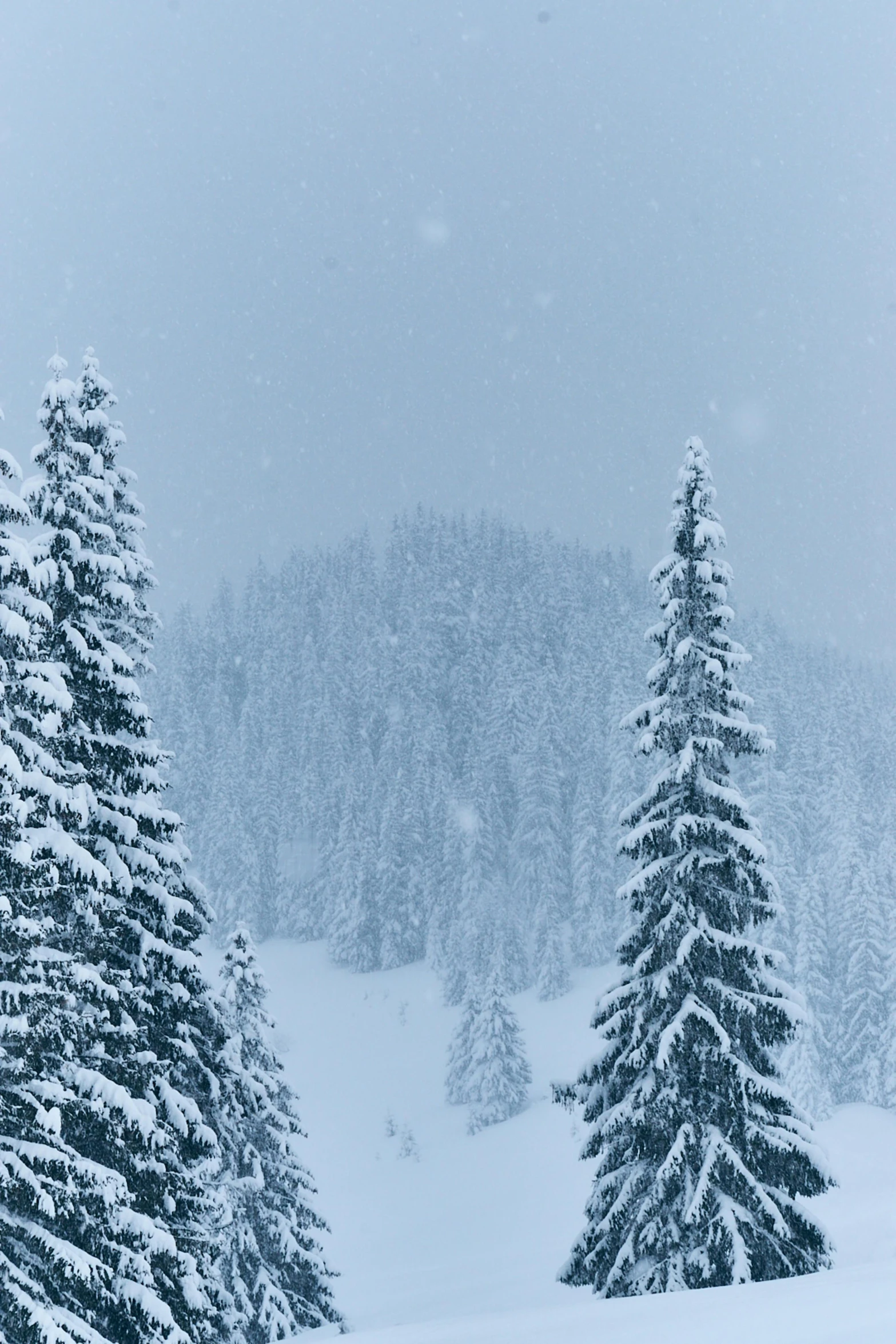 a man riding skis down a snow covered slope, pexels contest winner, renaissance, fir trees, ominous! landscape of north bend, a cozy, 1 2 9 7