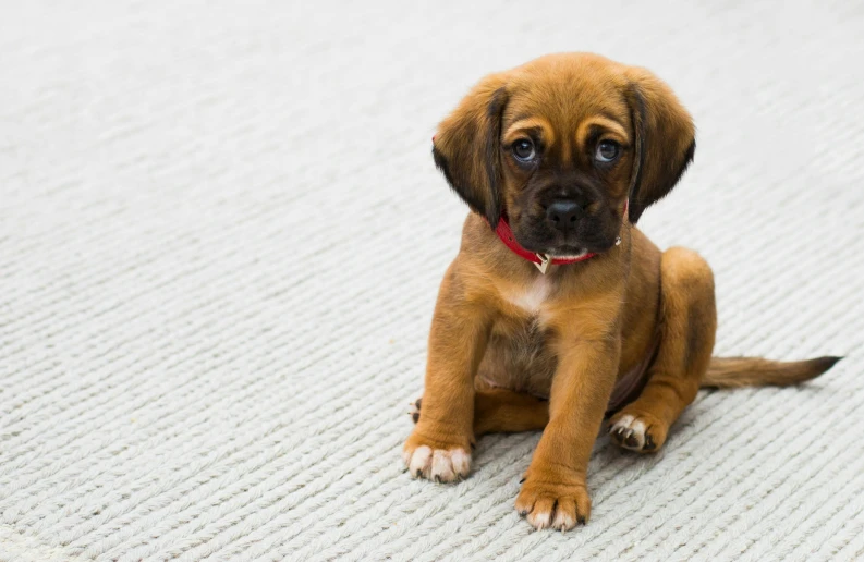 a puppy sitting on the floor looking at the camera, by Niko Henrichon, shutterstock, red carpeted floor, realistic footage, less detailing, zoomed out