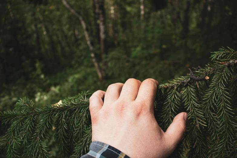 a person holding a branch of a pine tree, by Jaakko Mattila, trending on unsplash, forest green, unclipped fingernails, instagram post, forest picnic
