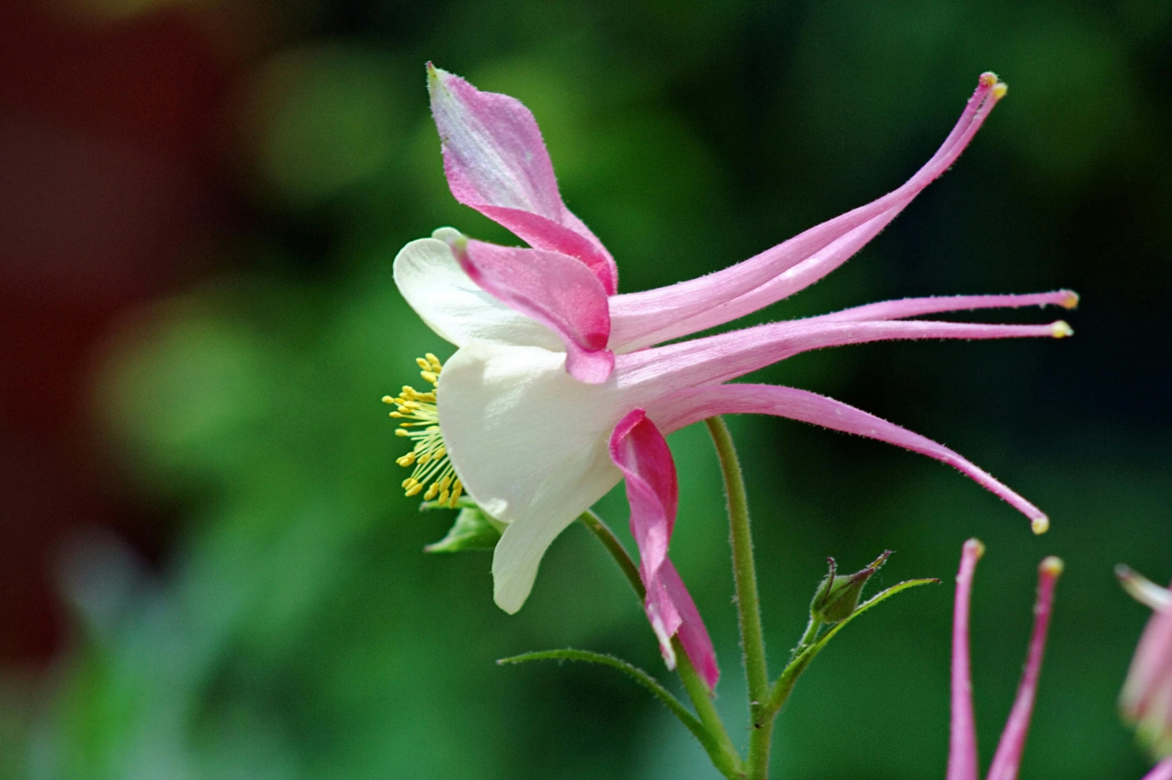 a close up of a pink and white flower, tall and slender, trimmed with a white stripe, fuchsia, paul barson