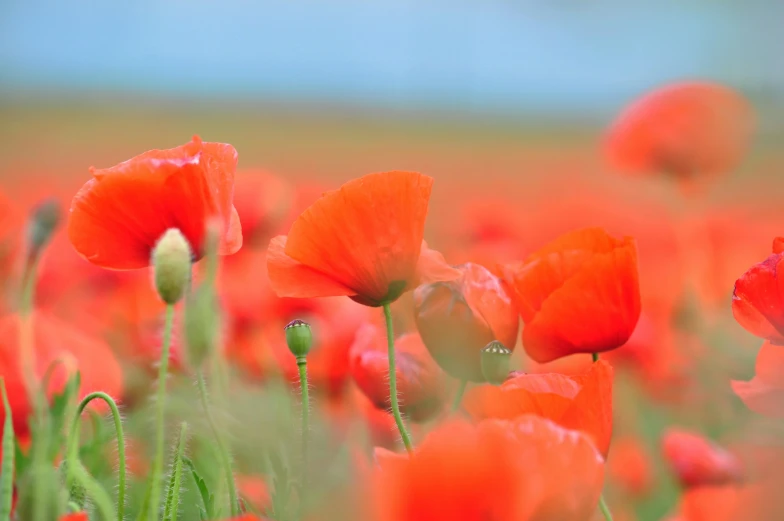 a field filled with lots of red flowers, by Jessie Algie, pexels contest winner, ww 1, teal and orange colours, iconic scene, thin dof