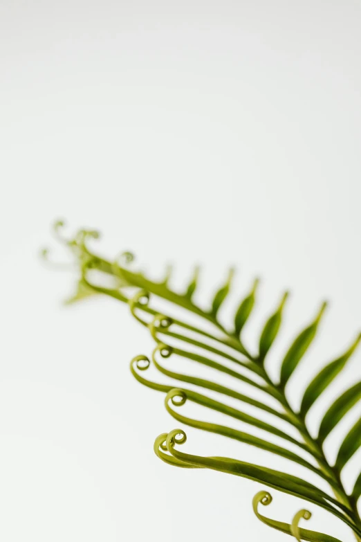 a close up of a fern leaf on a white surface, by Elizabeth Charleston, kinetic art, ultra detailed wire decoration, 35 mm product photo”, dezeen, swirly curls