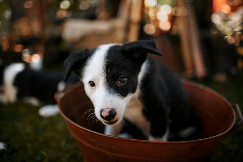 a black and white dog sitting in a brown bowl, by Julia Pishtar, pexels contest winner, puppies, border collie, gardening, australian