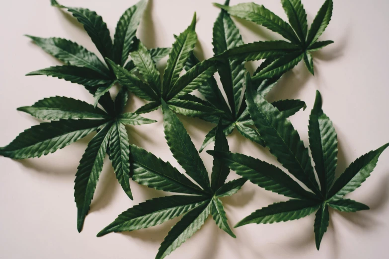 a group of green leaves sitting on top of a white surface, trending on pexels, 4 cannabis pots, extremely high detail, thumbnail, leaked image