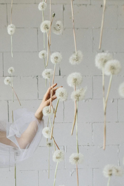 a woman standing in front of a bunch of dandelions, pexels contest winner, conceptual art, in a white boho style studio, hanging from white web, floating objects, wedding