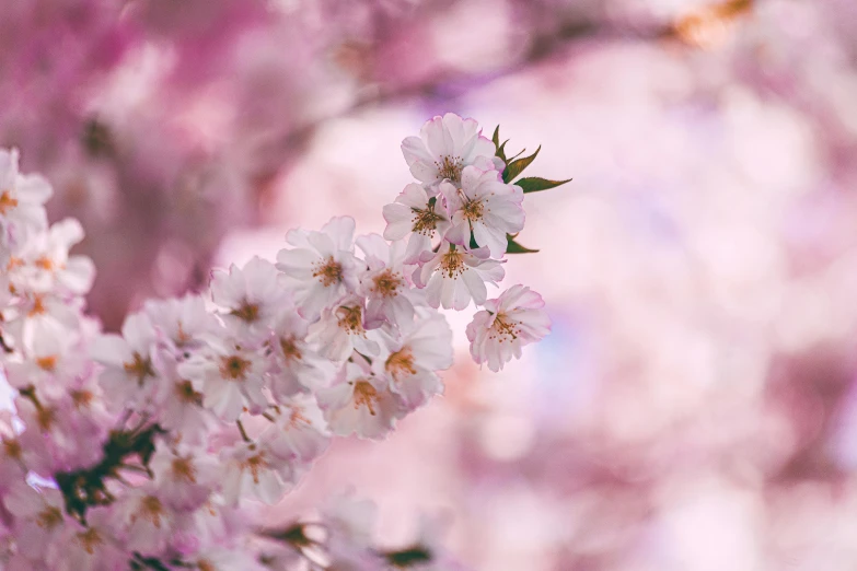 a close up of a bunch of flowers on a tree, cherry blossom trees, instagram post, paul barson, rinko kawauchi