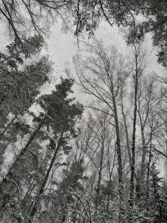 a black and white photo of a snow covered forest, inspired by Ivan Shishkin, unsplash, land art, looking at the ceiling, highly detailed # no filter, panorama view of the sky, espoo