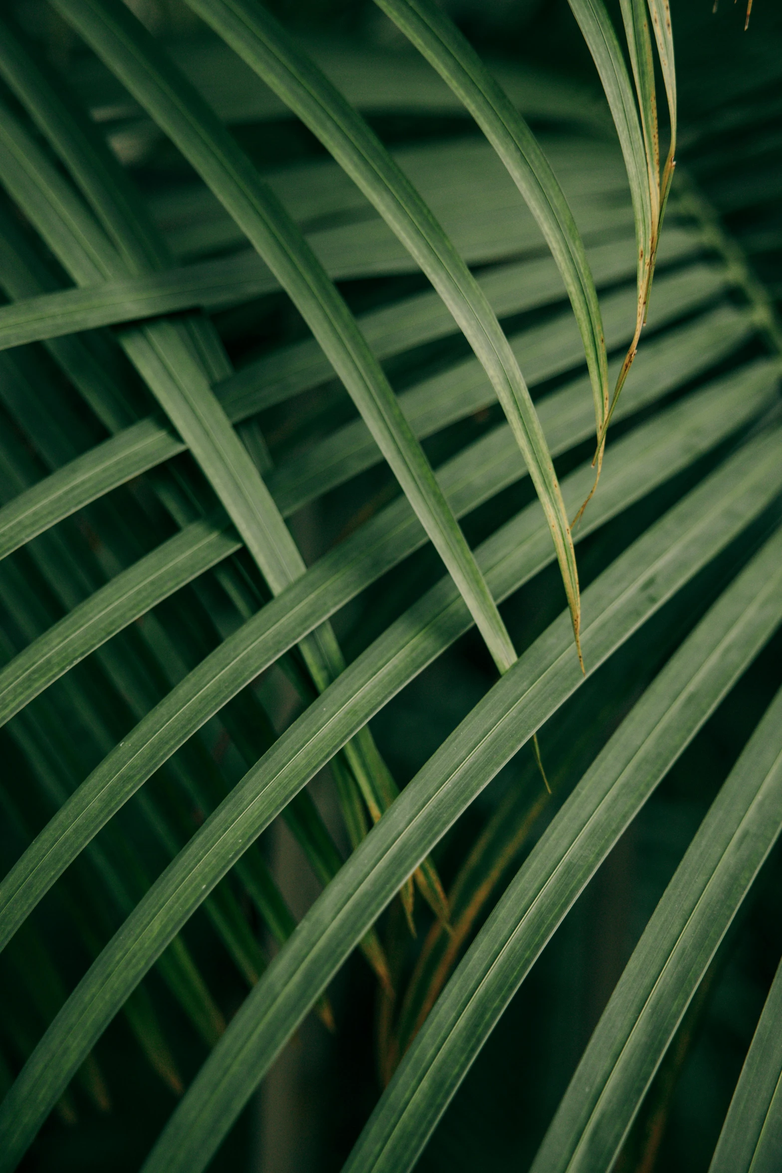 a close up of a green palm leaf, unsplash, multiple stories, stacked image, soft vinyl, striped