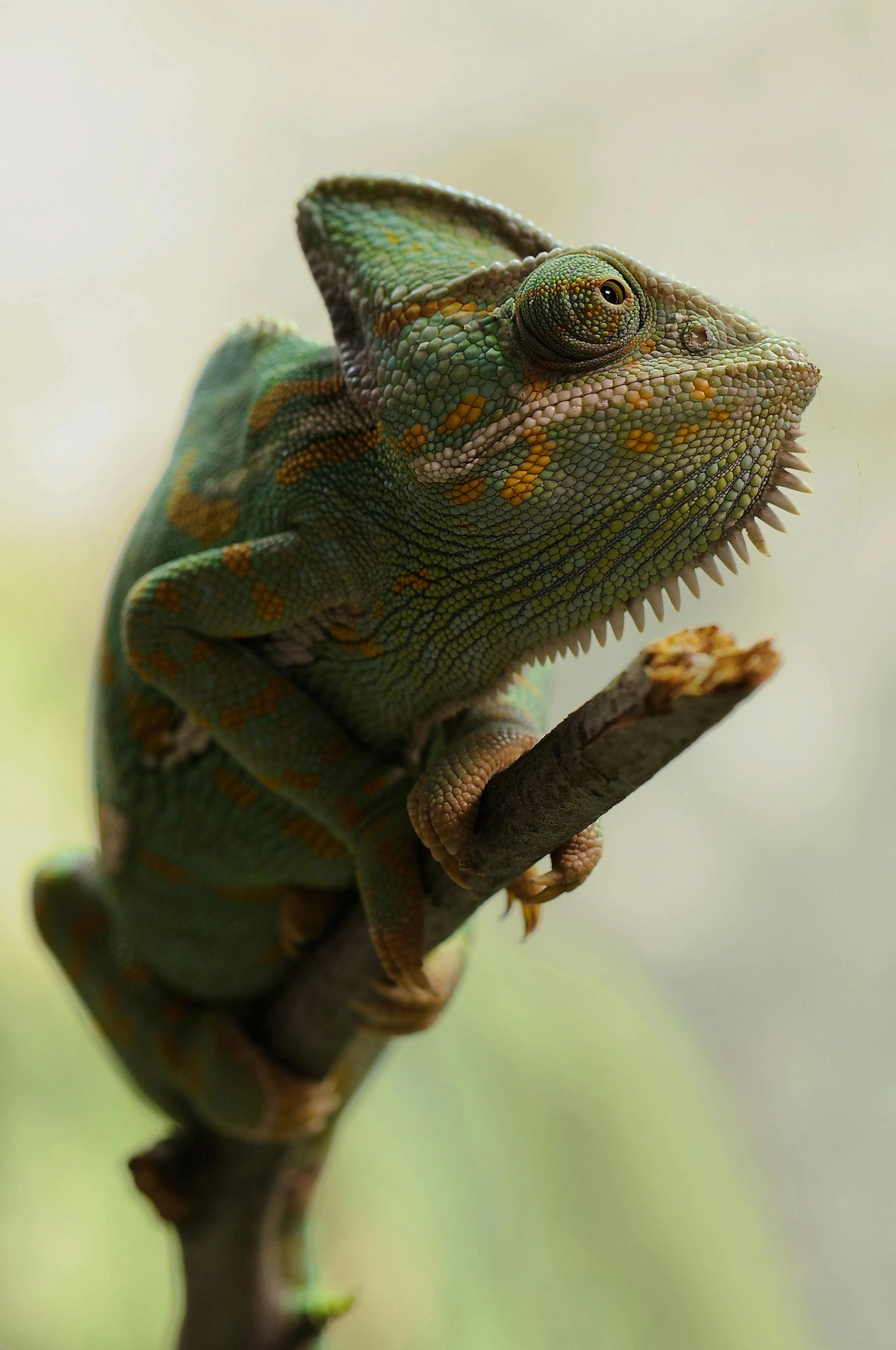 a chamelon sitting on top of a tree branch, pexels contest winner, renaissance, green skin with scales, in an action pose, a high angle shot, looking smug