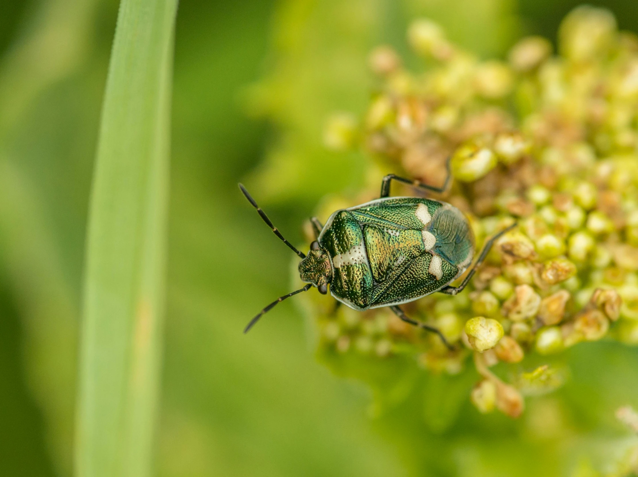 a green bug sitting on top of a flower, by Adam Marczyński, pexels contest winner, hurufiyya, pot-bellied, farming, megascans, grey