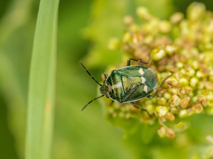 a green bug sitting on top of a flower, by Adam Marczyński, pexels contest winner, hurufiyya, pot-bellied, farming, megascans, grey