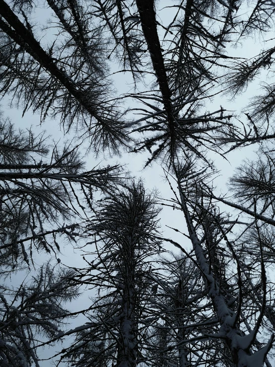 a group of pine trees covered in snow, an album cover, inspired by Patrick Dougherty, unsplash, ominous gothic aesthetic, worm's eye view from floor, photo taken with an iphone, looking upwards