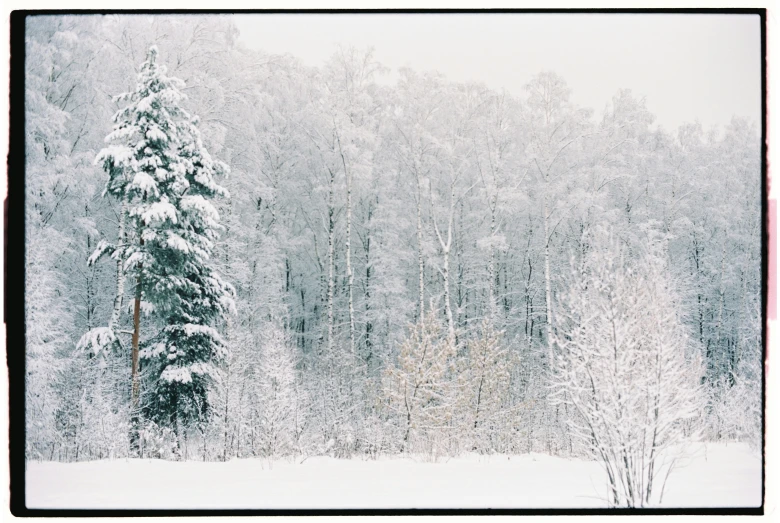 a red fire hydrant sitting in the middle of a snow covered forest, a photo, inspired by Ivan Shishkin, unsplash contest winner, tonalism, silver，ivory, ((trees)), taken with polaroid kodak portra, forest. white trees