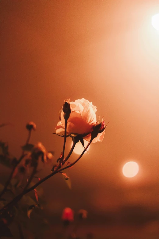 a close up of a flower with the sun in the background, by Niko Henrichon, unsplash, romanticism, rose background, it's night time, light orange mist, profile pic