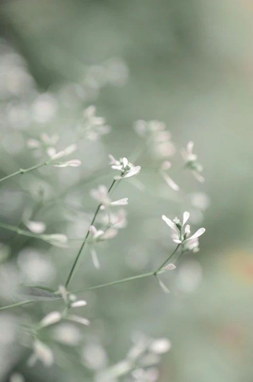 a close up of a plant with small white flowers, unsplash, light grey mist, medium format. soft light, ilustration, shot with sony alpha