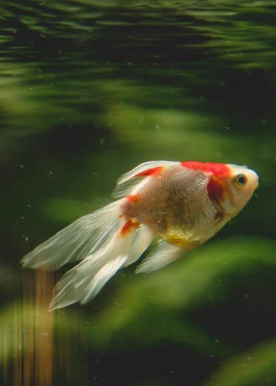 a fish that is swimming in some water, by Reuben Tam, unsplash, renaissance, red white and gold color scheme, fluffy tail, 4 k photo autochrome, serene environment