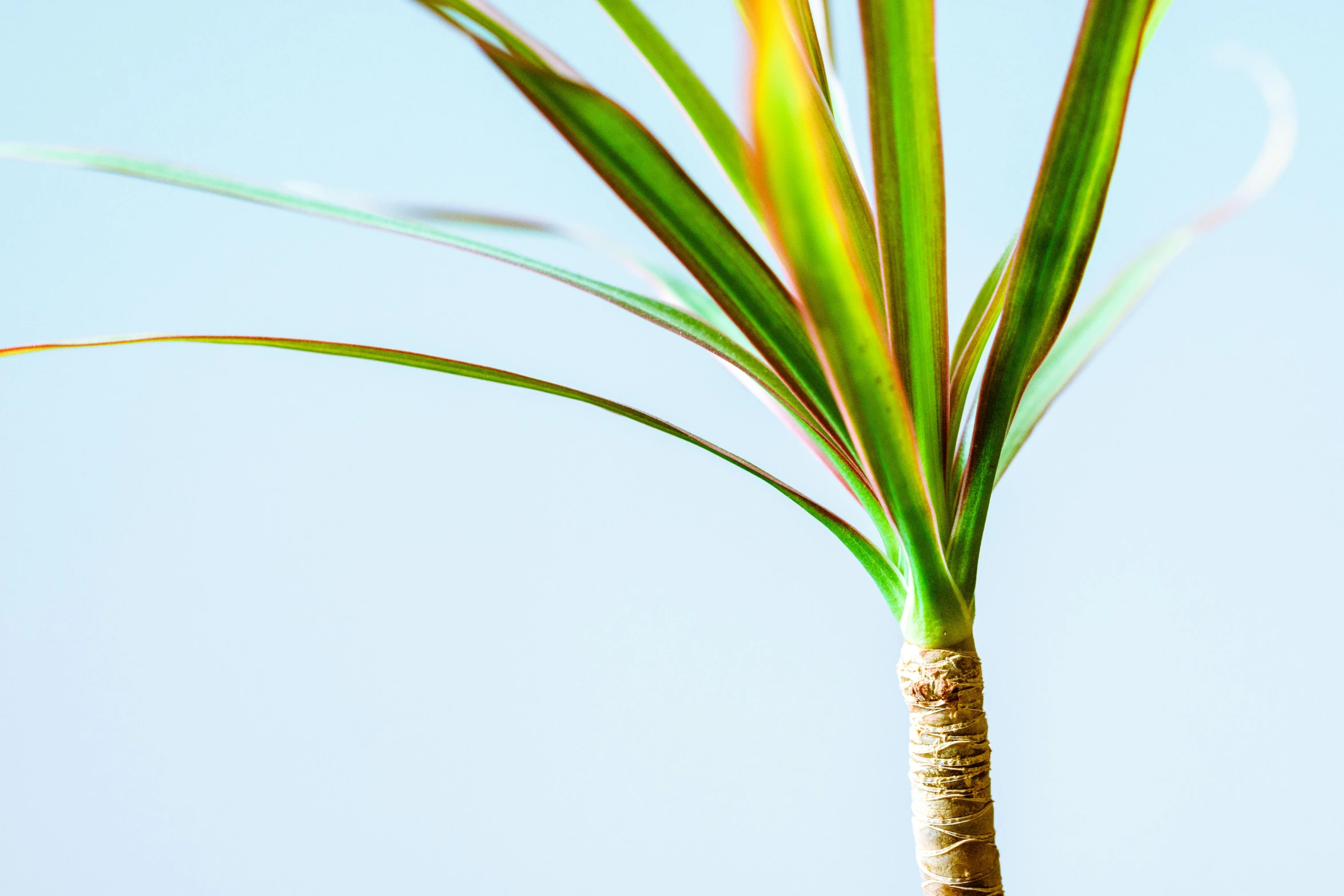 a close up of a plant with a blue sky in the background, by Carey Morris, unsplash, minimalism, tropical houseplants, high key, multi - coloured, long trunk holding a wand