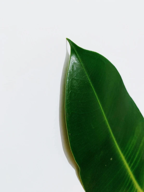 a close up of a green leaf on a white background, trending on unsplash, made of glazed, vanilla, it\'s name is greeny, mid view