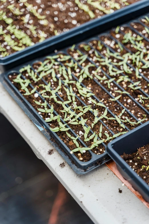 a close up of trays of seedlings on a table, by Jessie Algie, fan favorite, snap traps of dionaea muscipula, white with black spots, ground broken