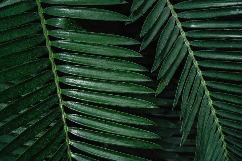 a close up of a green palm leaf, an album cover, inspired by Elsa Bleda, trending on pexels, hurufiyya, a pair of ribbed, dark green, technical, fern