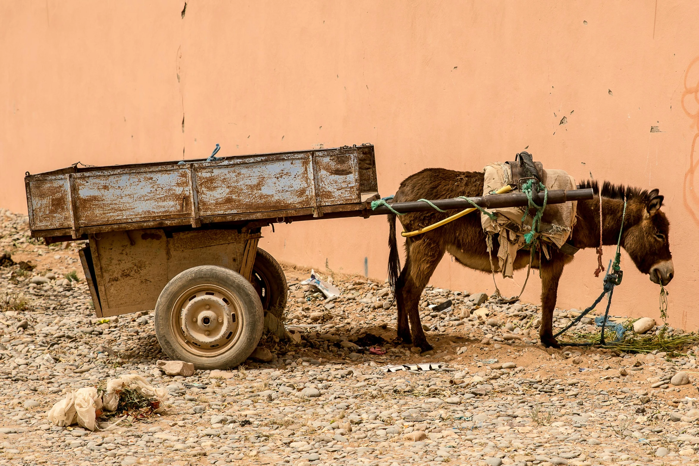 a donkey with a cart attached to it's back, by Daniel Lieske, pexels contest winner, moroccan city, maintenance photo, 🦩🪐🐞👩🏻🦳, mine cart