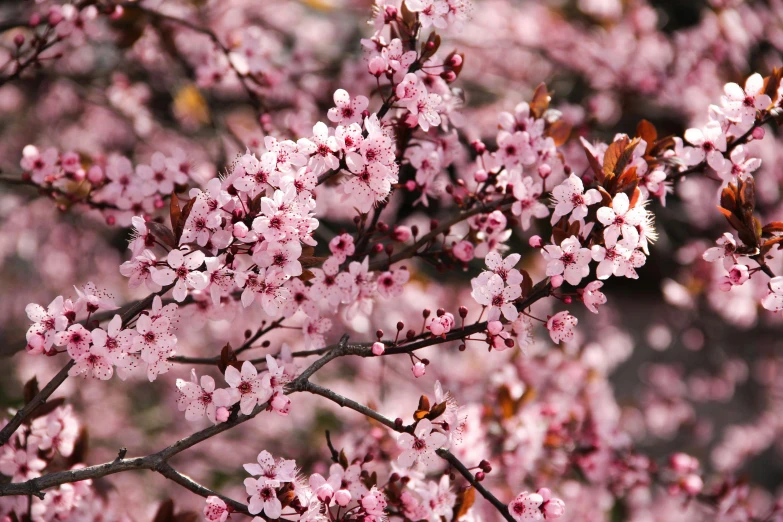 a close up of a bunch of flowers on a tree, by Paul Davis, flickr, lush sakura trees, manuka, 1 6 x 1 6, istock