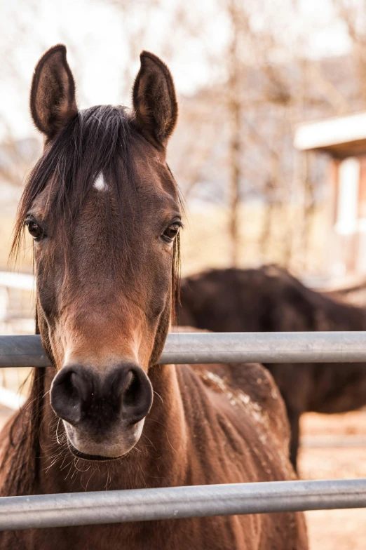 a close up of a horse behind a fence, posing for a picture