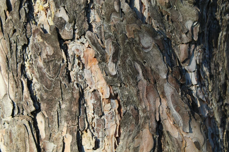 a close up of the bark of a tree, an album cover, unsplash, hurufiyya, 1 6 x 1 6, modeled, dappled, pine